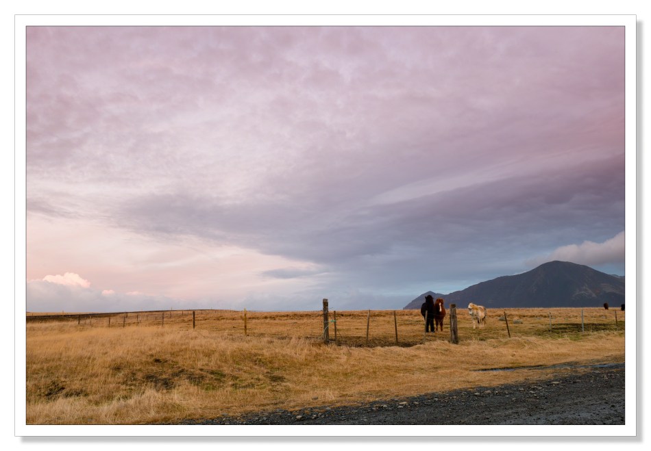 Ponies, Sunrise, Iceland