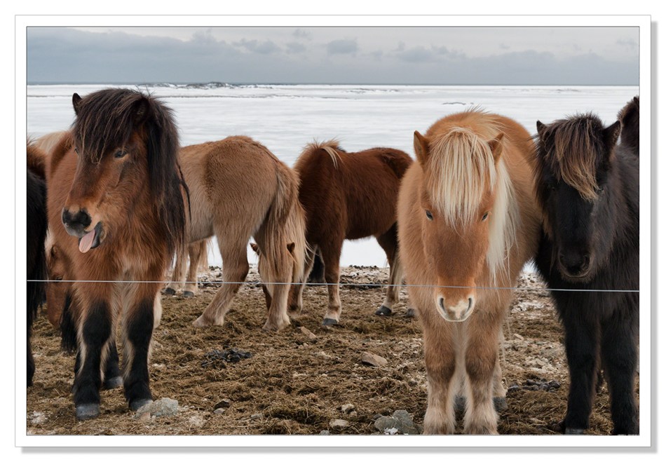 Ponies 