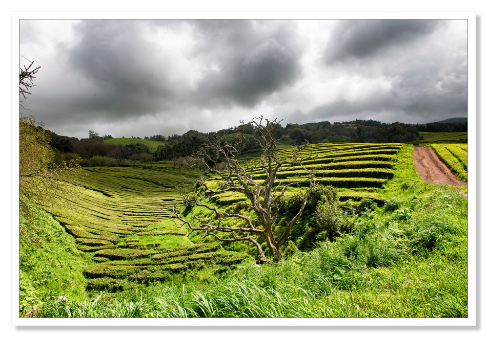 Tea Plantation, Azores by Adrian Theze