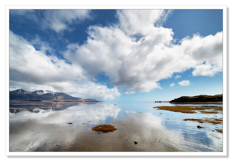 Hreyndýr í Álftafirði